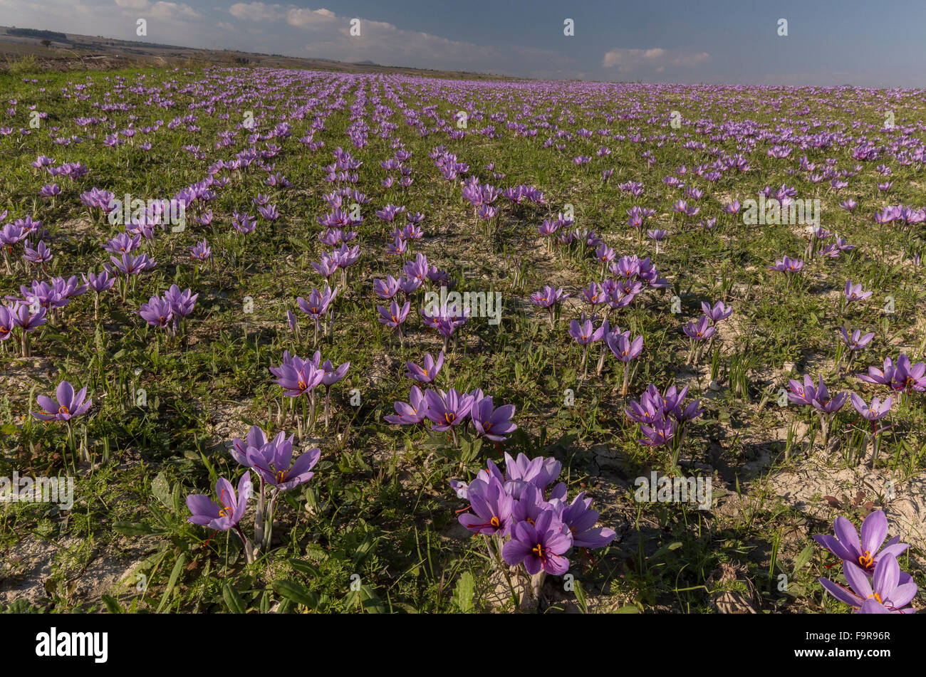 Saffron field hires stock photography and images Alamy
