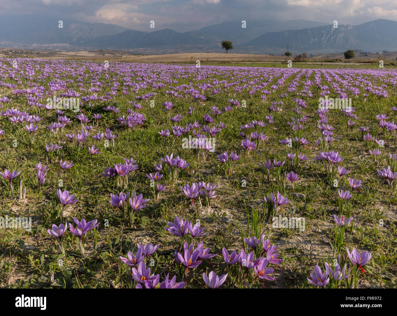 Saffron crocus crop in the harvest season, near Kozani, Greece Stock