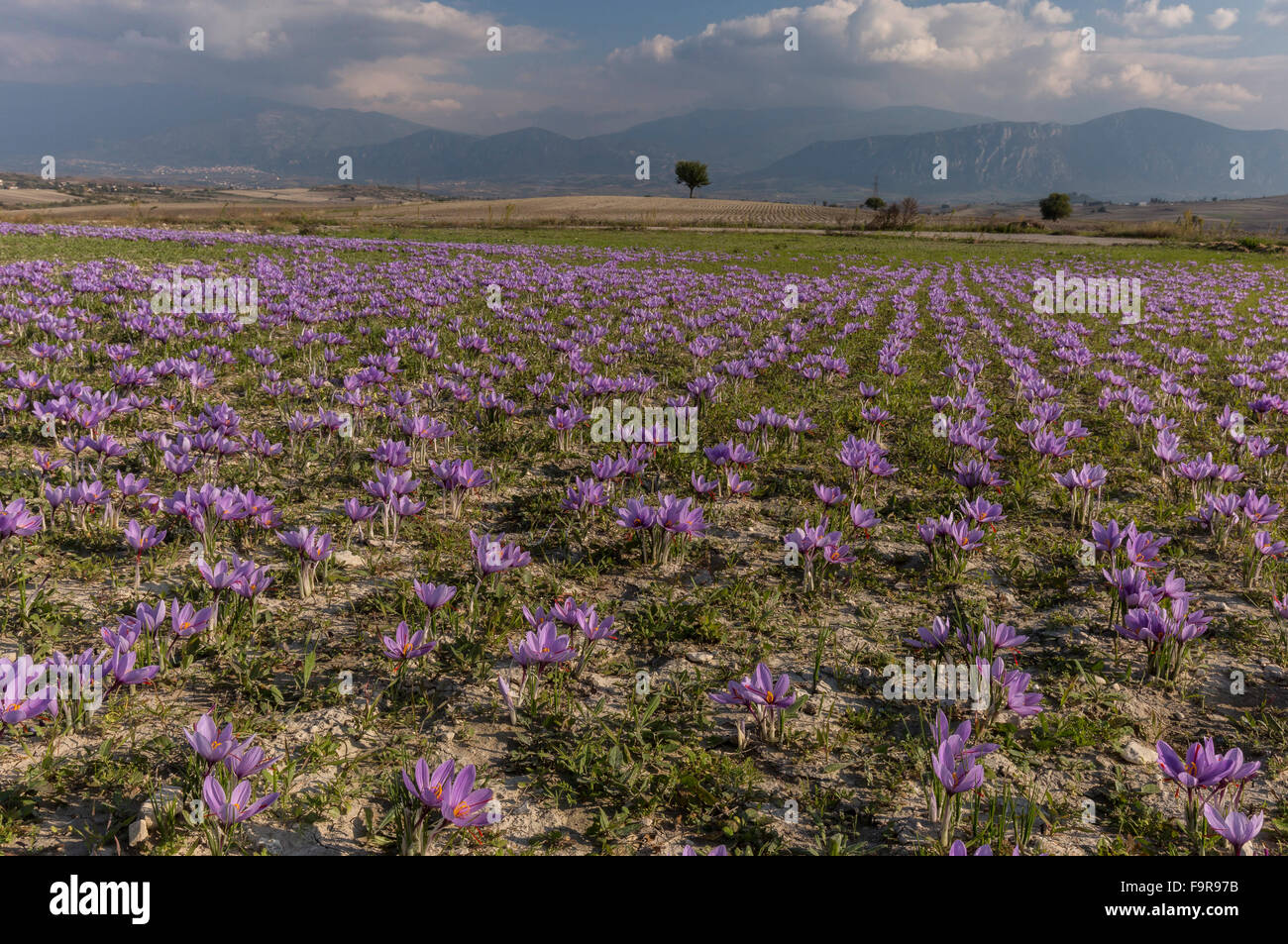 Saffron crocus crop in the harvest season, near Kozani, Greece Stock