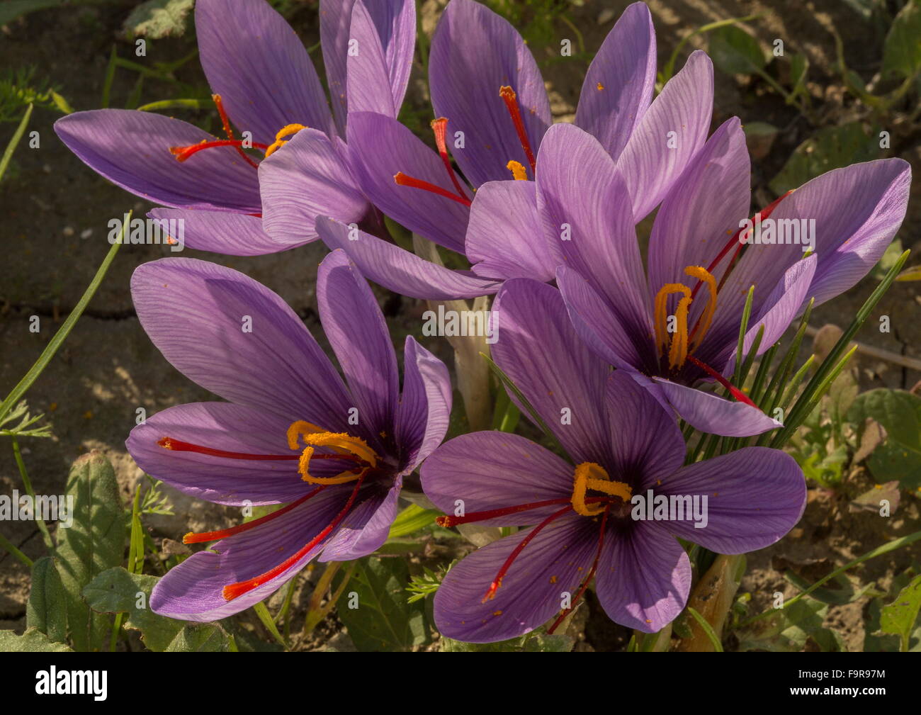 Closeup of Saffron crocus, Crocus sativus, in the harvest season; near