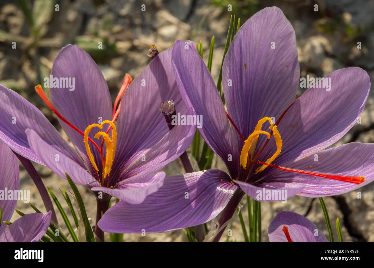 Close-up of Saffron crocus, Crocus sativus, in the harvest season; near Kozani, Greece Stock Photo