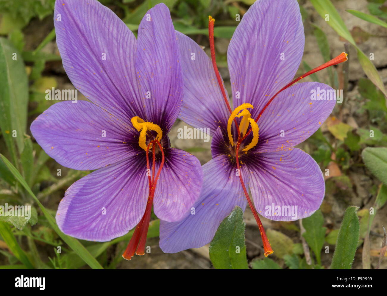 Saffron crocus sativus stigmas hires stock photography and images Alamy