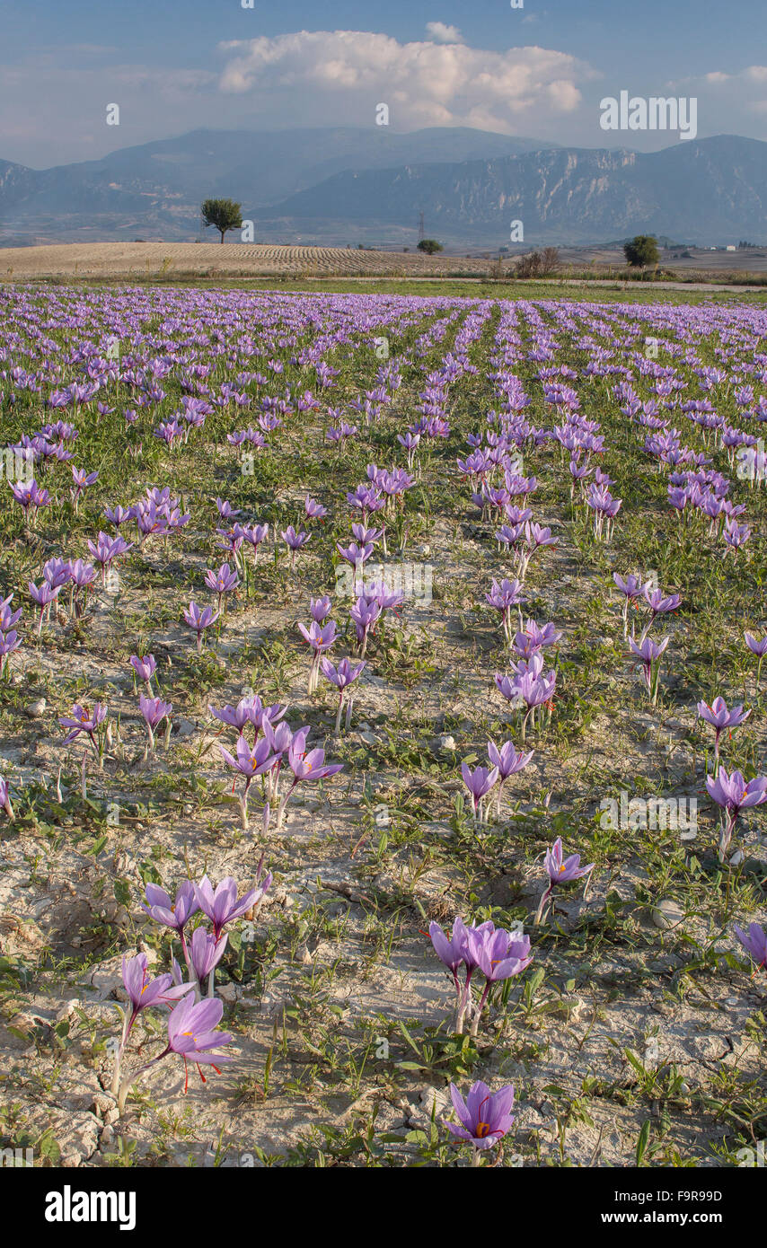 Saffron field hires stock photography and images Alamy