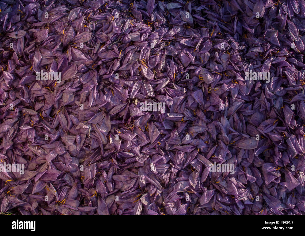 Pile of discarded Crocus petals -Saffron production in the harvest season, near Kozani, Greece Stock Photo