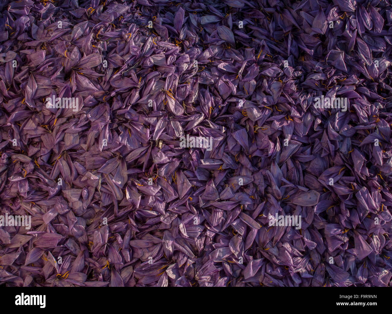Pile of discarded Crocus petals -Saffron production in the harvest season, near Kozani, Greece Stock Photo