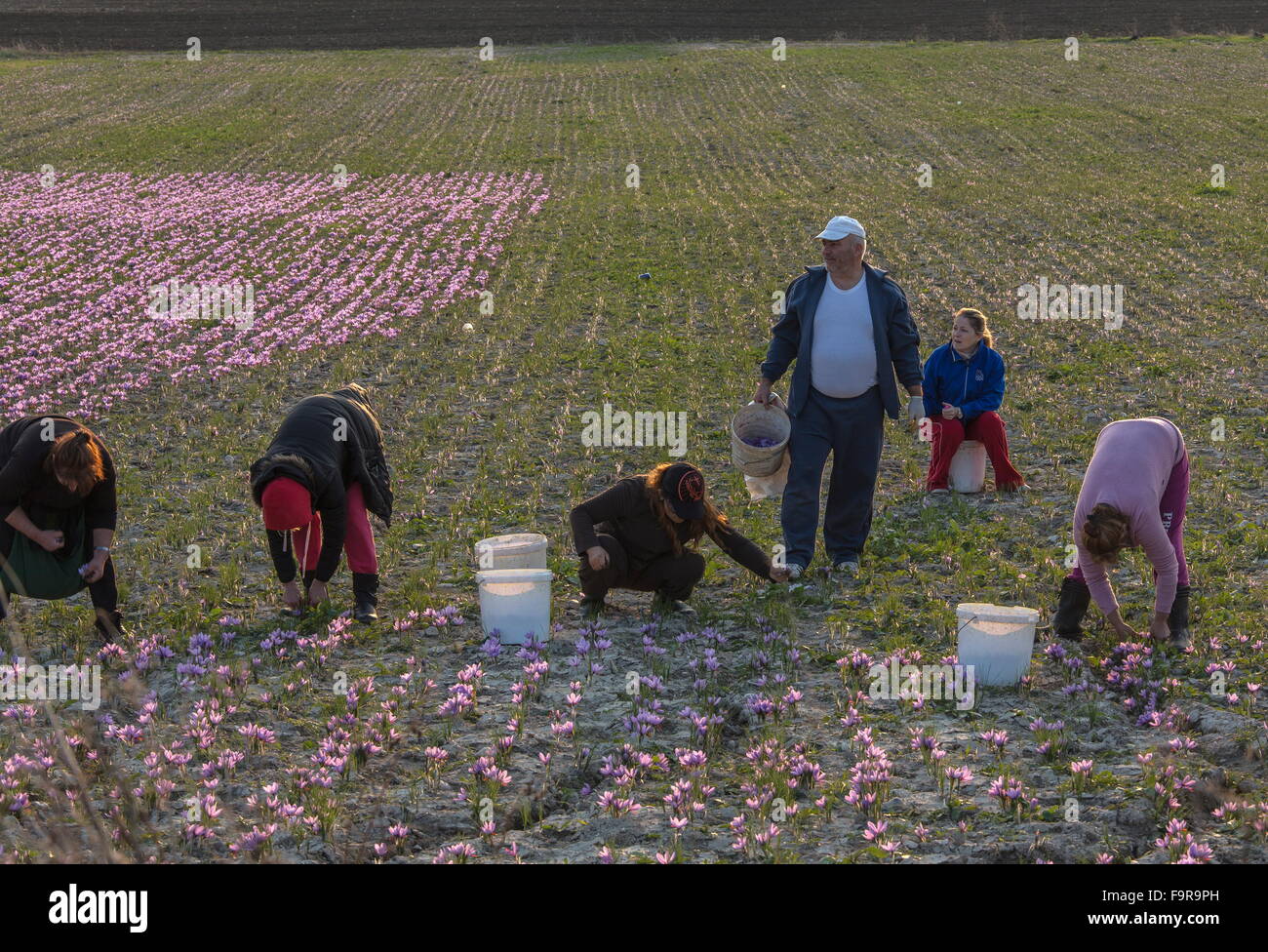 Pickers collecting saffron in the harvest season, near Kozani, Greece Stock Photo