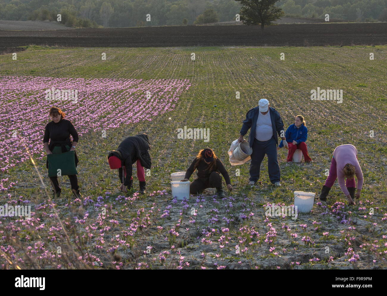 Pickers collecting saffron in the harvest season, near Kozani, Greece Stock Photo
