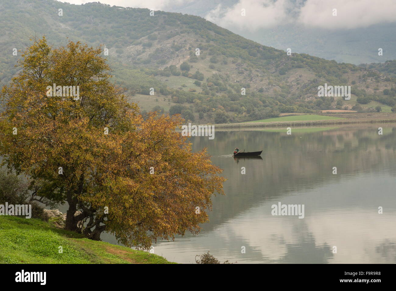 Oriental Hornbeam with autumn colour, at Lake Zazari, Florina, Macedonian Greece. Stock Photo