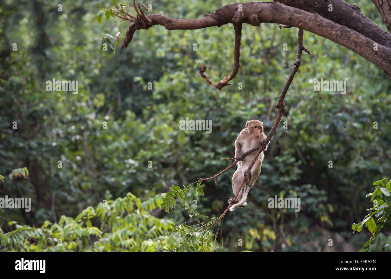 Thailand monkey climbing tree branches Stock Photo Alamy