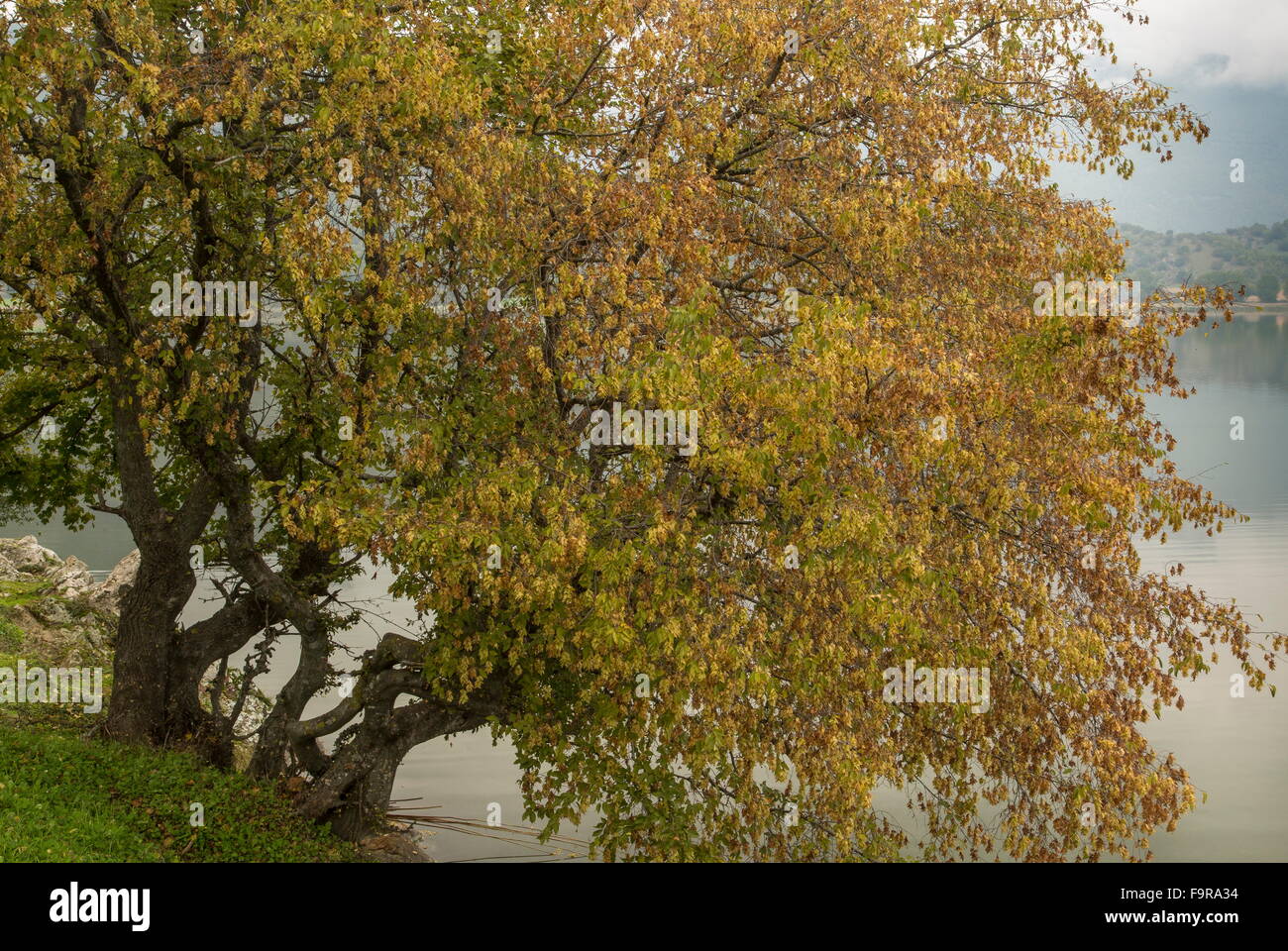 Oriental Hornbeam, Carpinus orientalis with autumn colour, at Lake Zazari, Florina, Macedonian Greece. Stock Photo