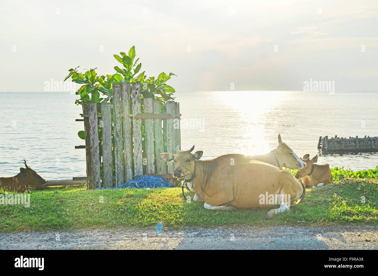 Cows on the beach in Biduk-Biduk village, Berau, East Borneo Stock Photo
