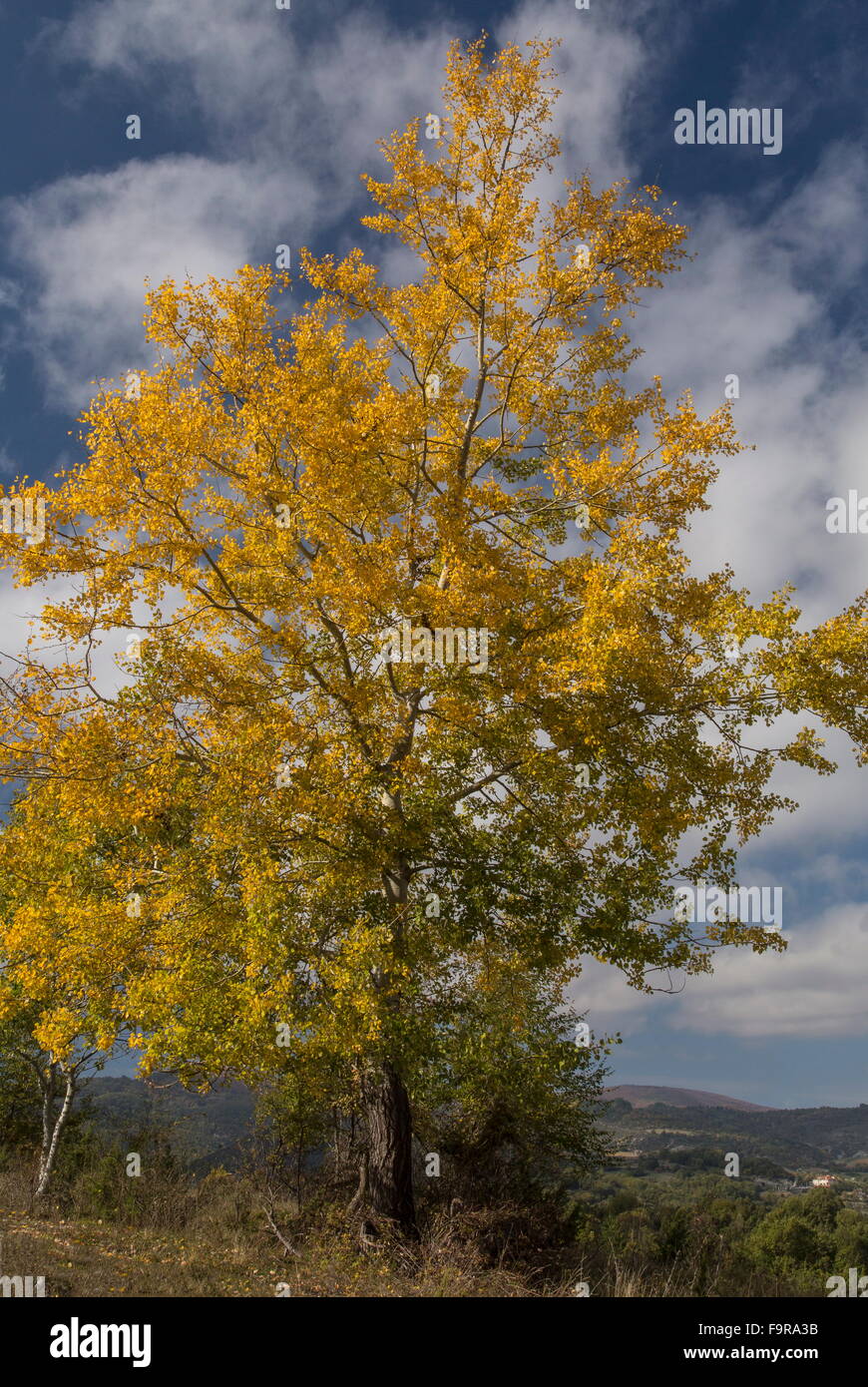 Grey Poplar tree in autumn, with colourful foliage. North Greece. Stock Photo