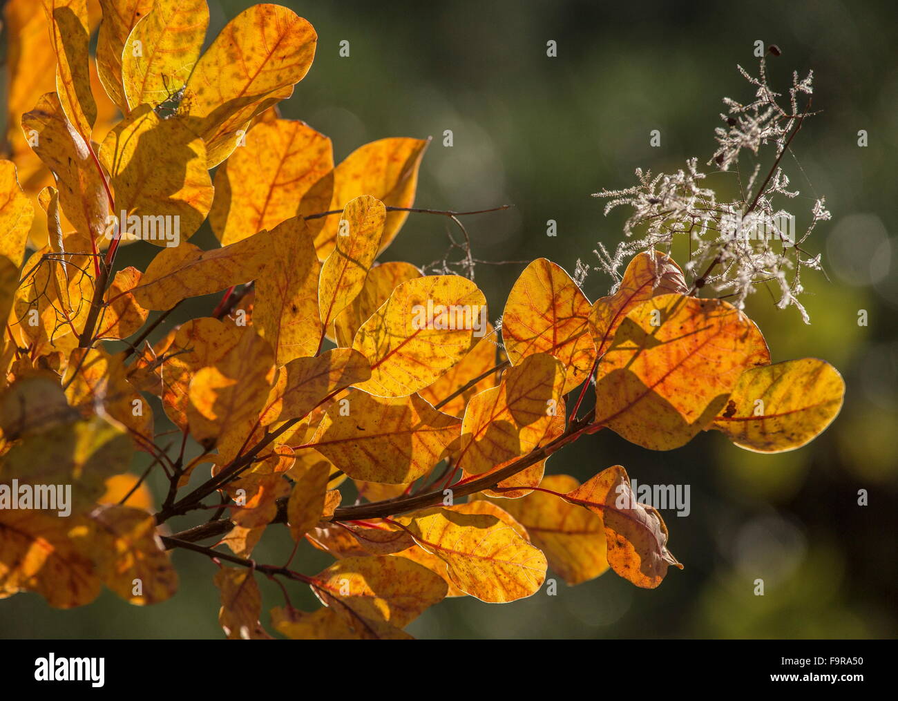 Smoke bush, Cotinus coggygria in autumn with colourful leaves and ...