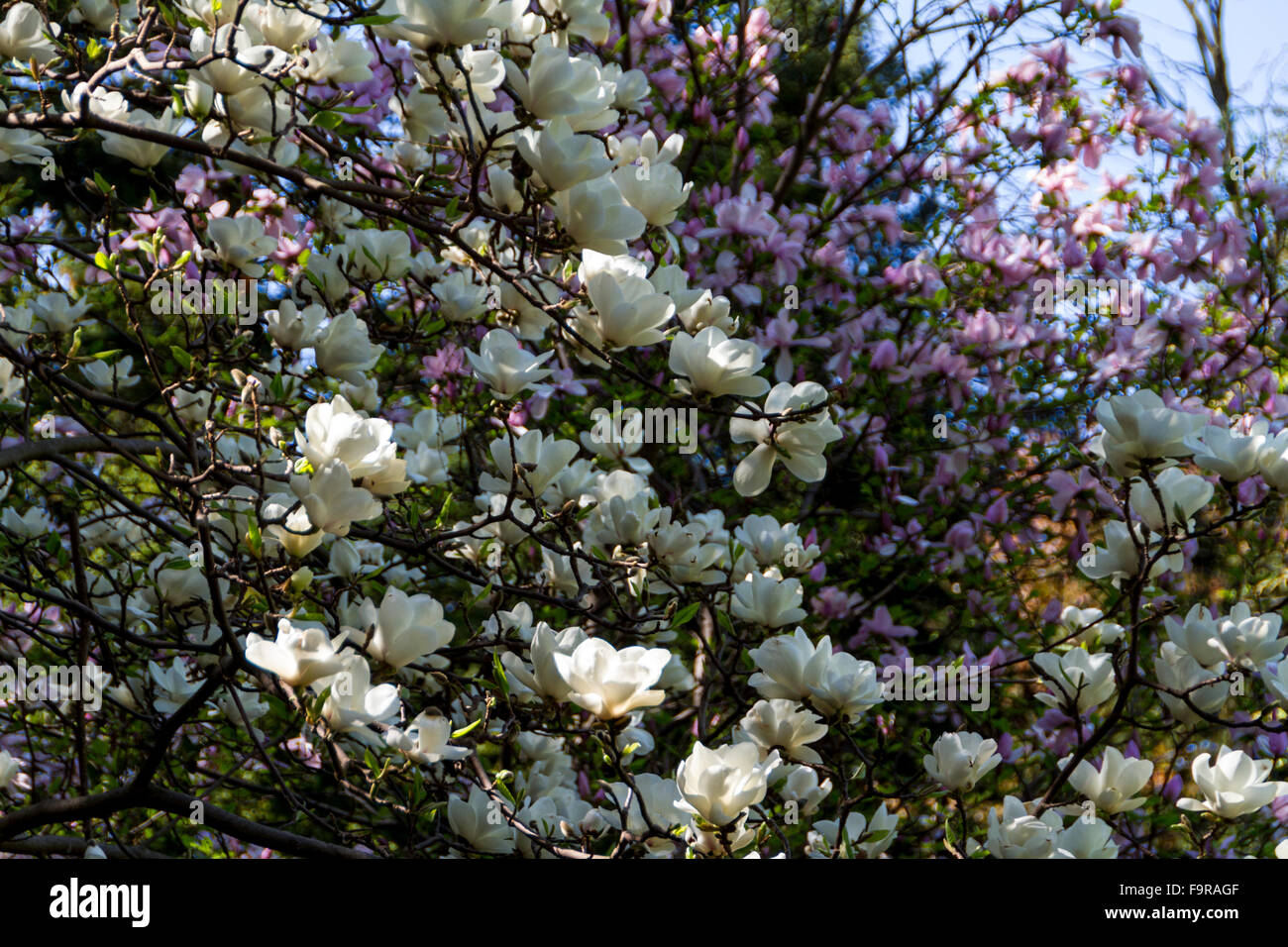 Blossoming of magnolia flowers in spring time Stock Photo - Alamy