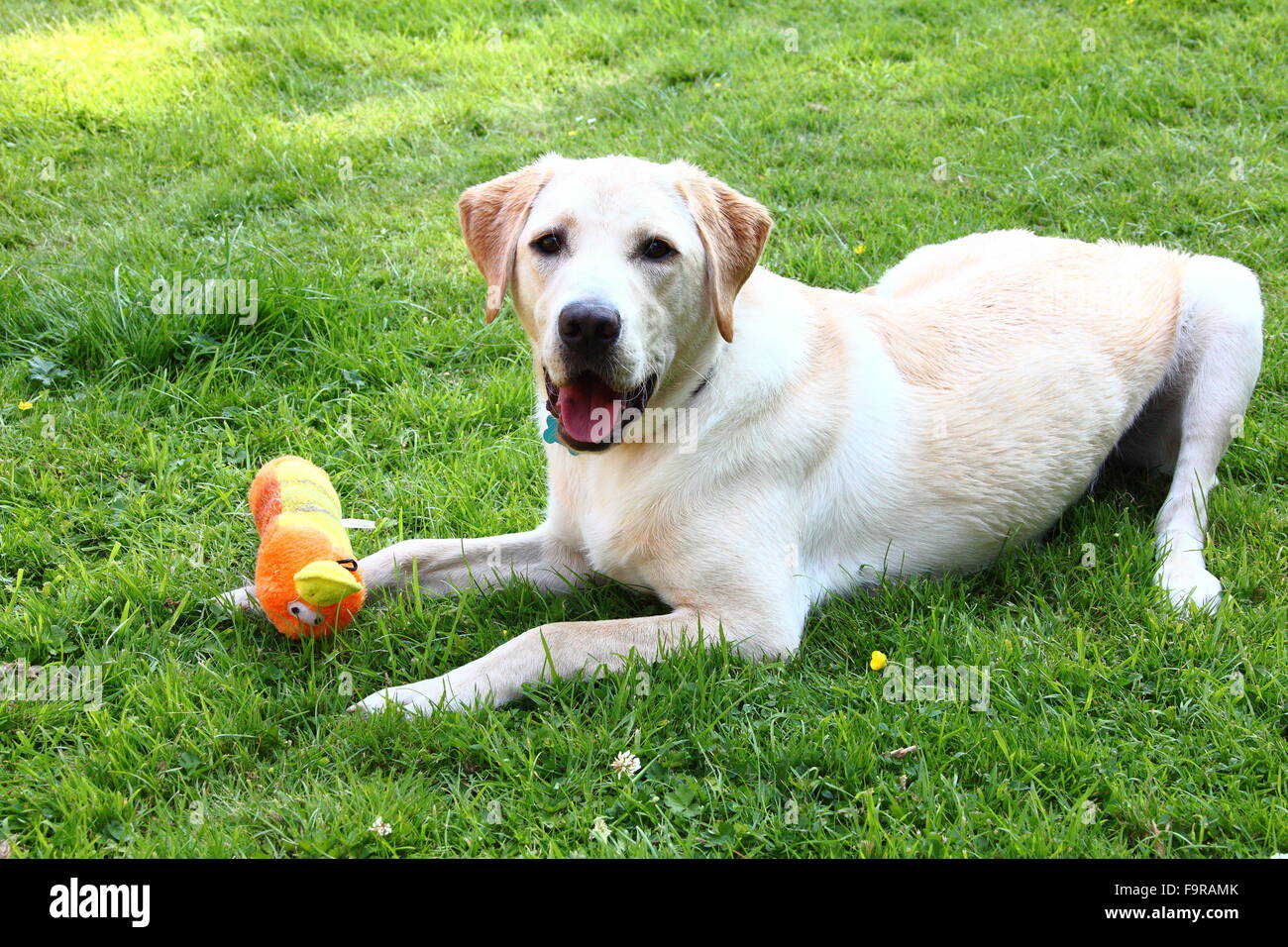 Labrador Retriever and Shih Tzu, family pet dogs playing in the garden  sunshine. A typical domestic scene in summer Stock Photo - Alamy