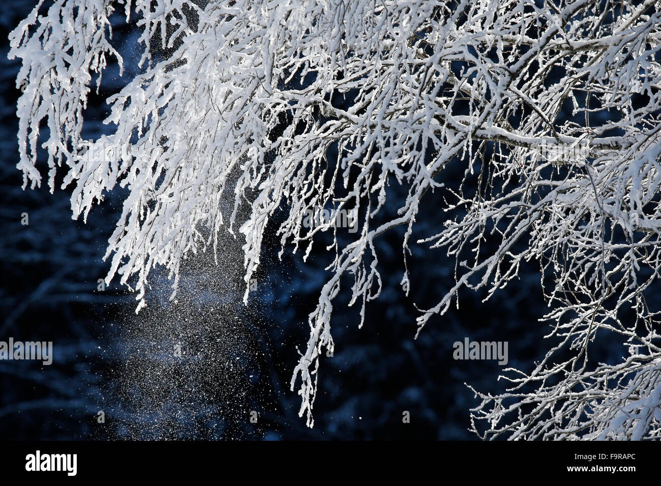 Snowy branch. Stock Photo