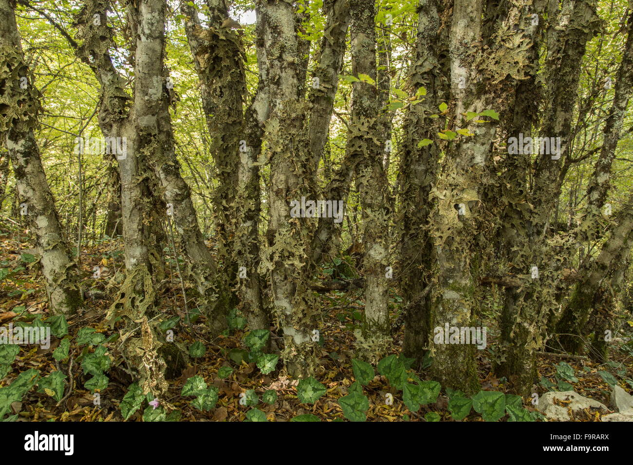 Tree lungwort, Lobaria pulmonaria lichens on coppiced Oriental Hornbeam, Zagoria, Greece. Stock Photo