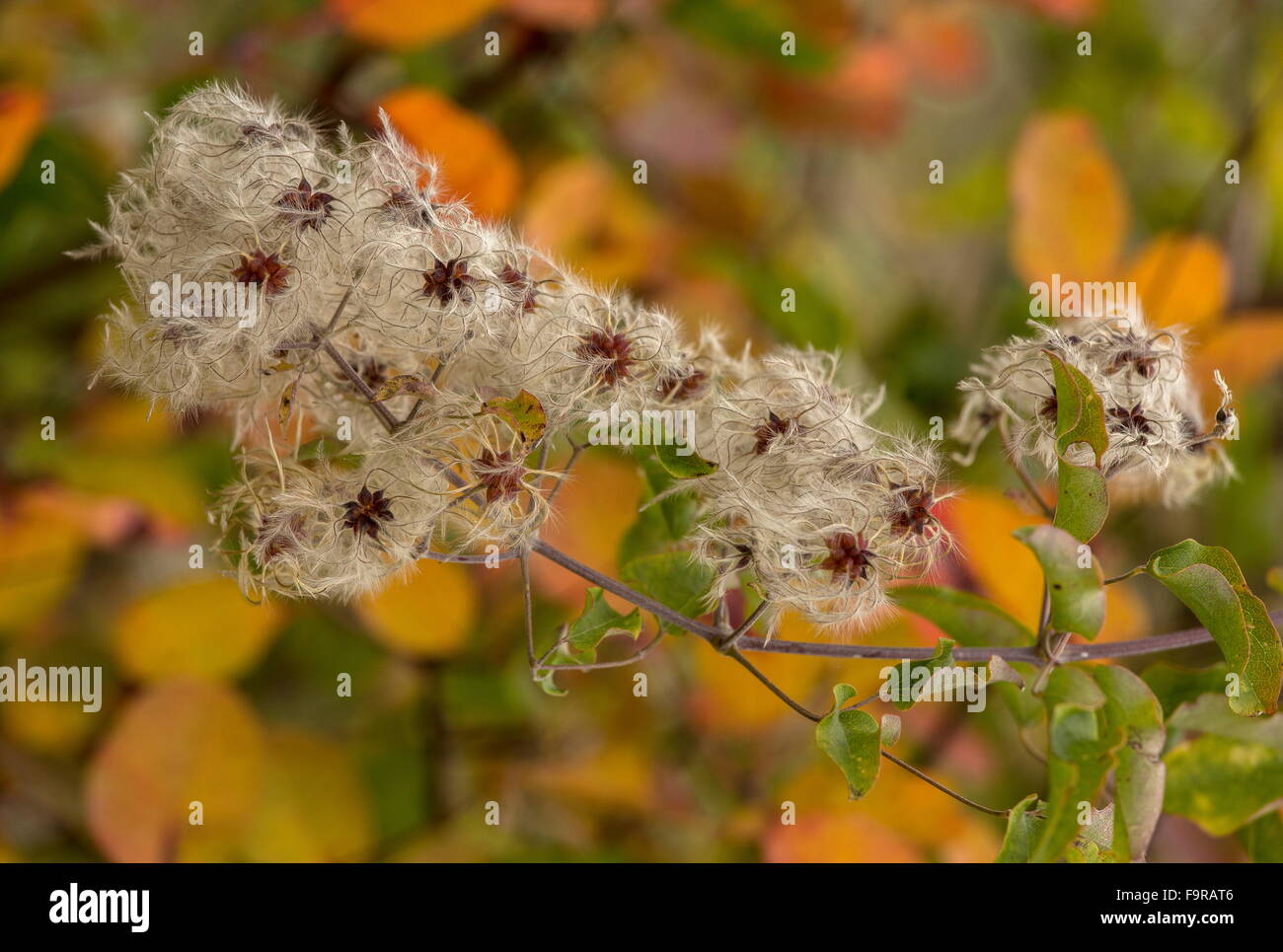 Traveller's-joy, Clematis vitalba in autumn colour and fruits, north Greece. Stock Photo