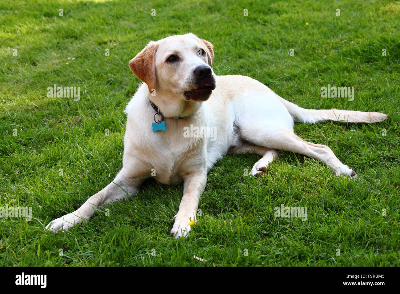 Labrador and shih tzu mix 2025