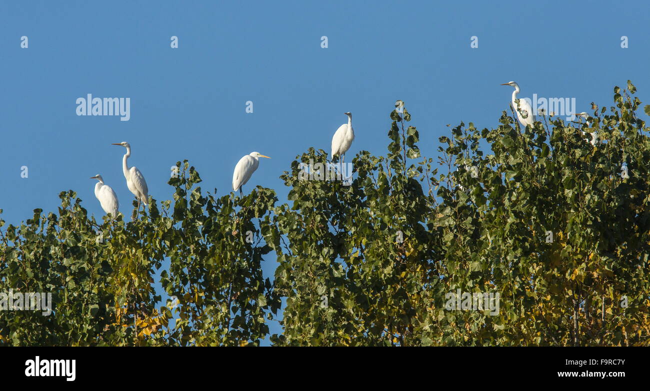 Group of Great white egrets, Ardea alba, waking from overnight roost, Kerkini, Greece. Stock Photo