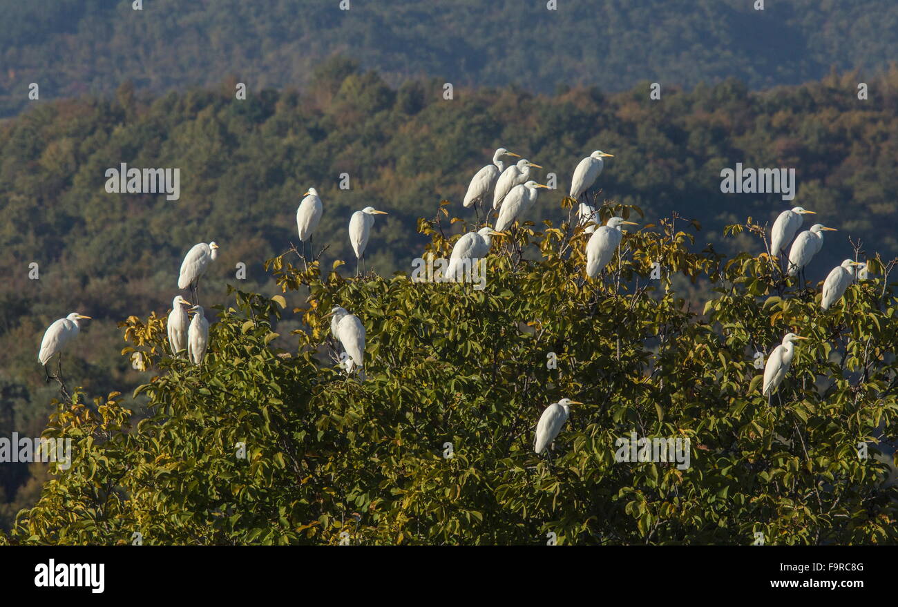Group of Great white egrets, Ardea alba, waking from overnight roost, Kerkini, Greece. Stock Photo