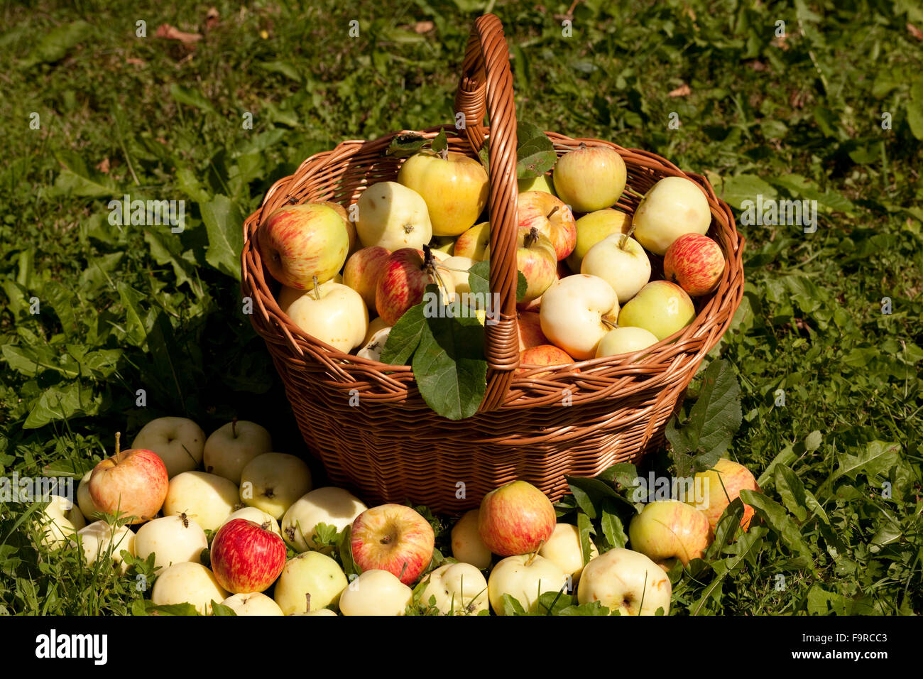 a lot of quantity of apples on grass and in basket Stock Photo