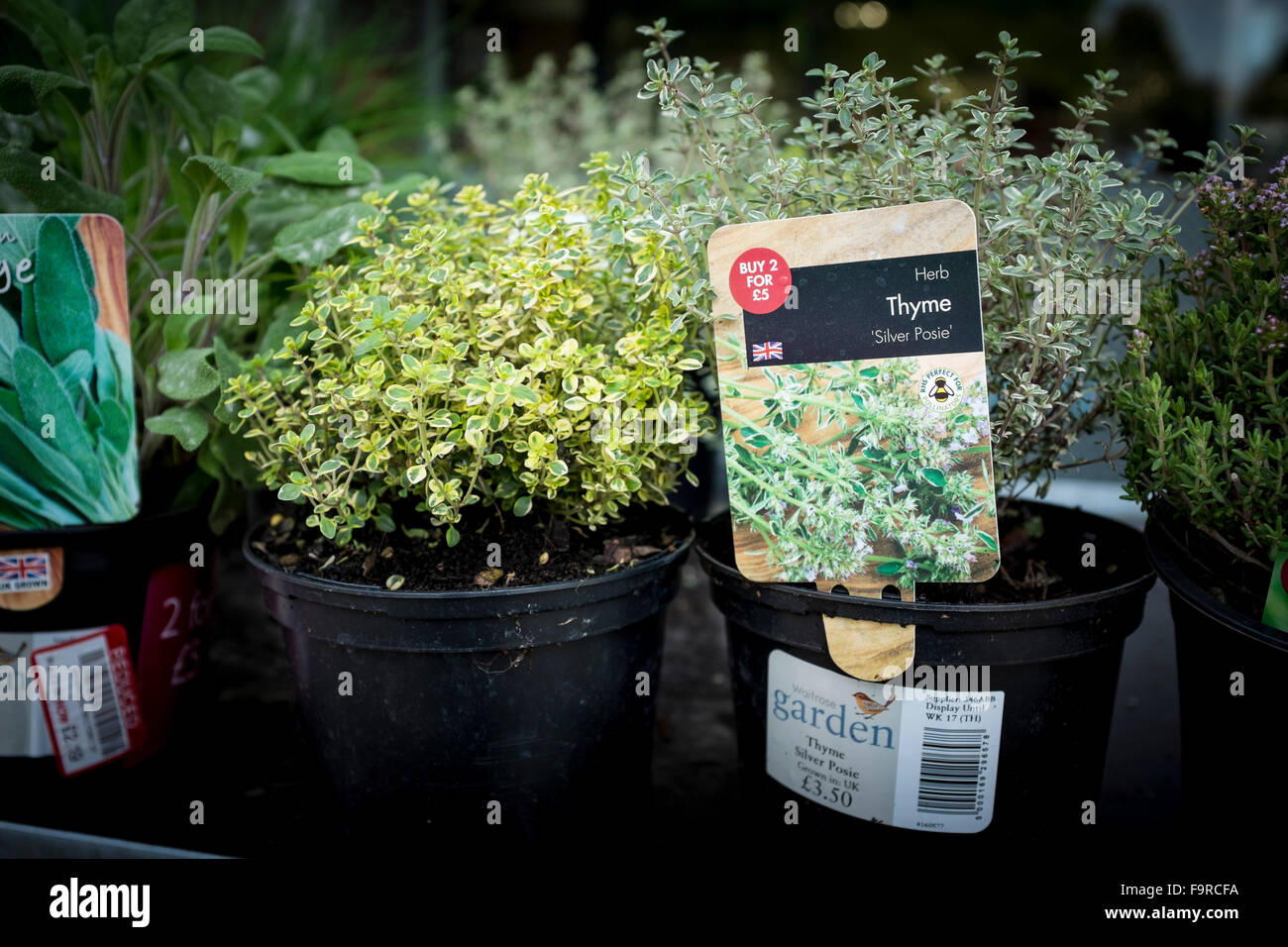 Herb Thyme in a pot on display at Waitrose, UK Stock Photo