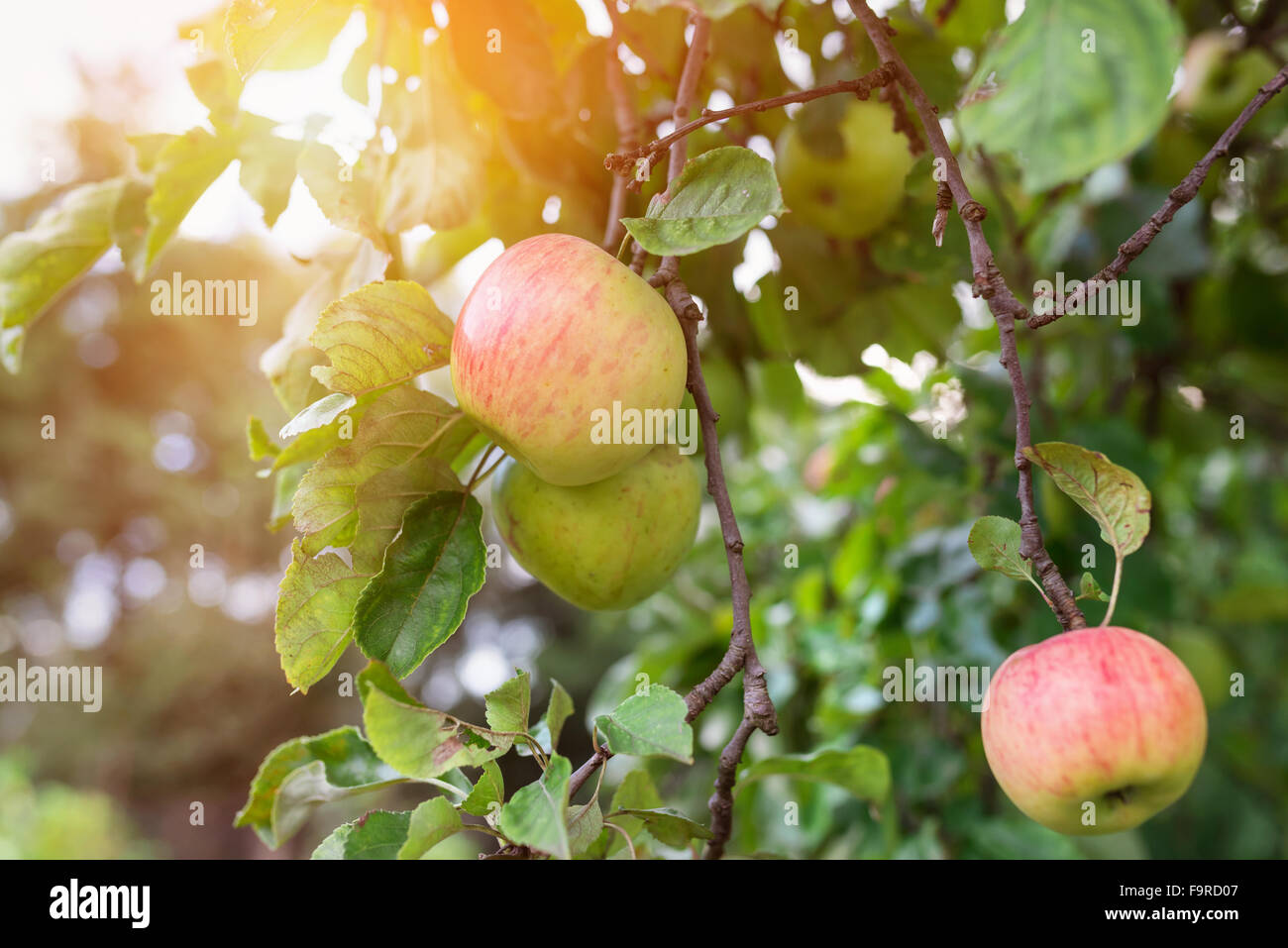 Ripe green apples on an apple tree Stock Photo - Alamy