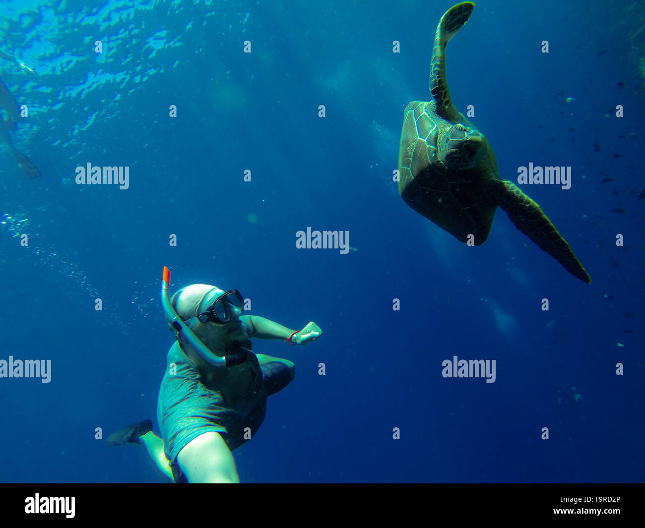 Bald Man Diving with a Seaturtle in The Deep Blue Sea Stock Photo