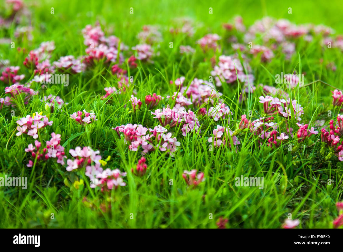 Wild plant of pink flower at highland meadow in Pyrenees Stock Photo