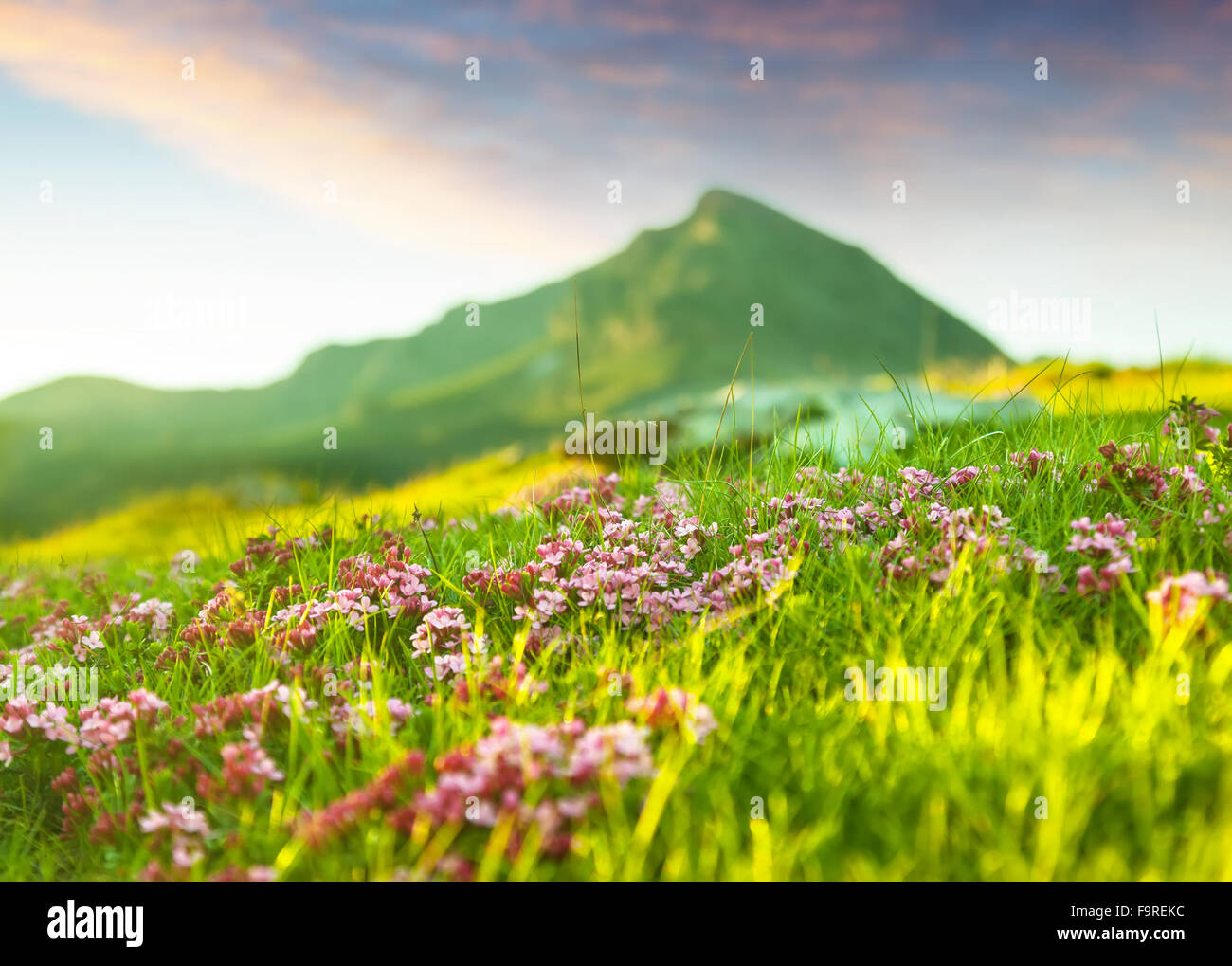 Grass at highland meadow in Pyrenees Stock Photo