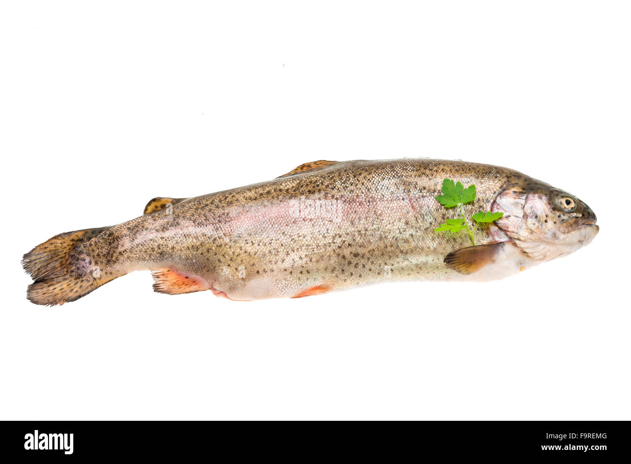 Fresh raw rainbow trout Stock Photo Alamy