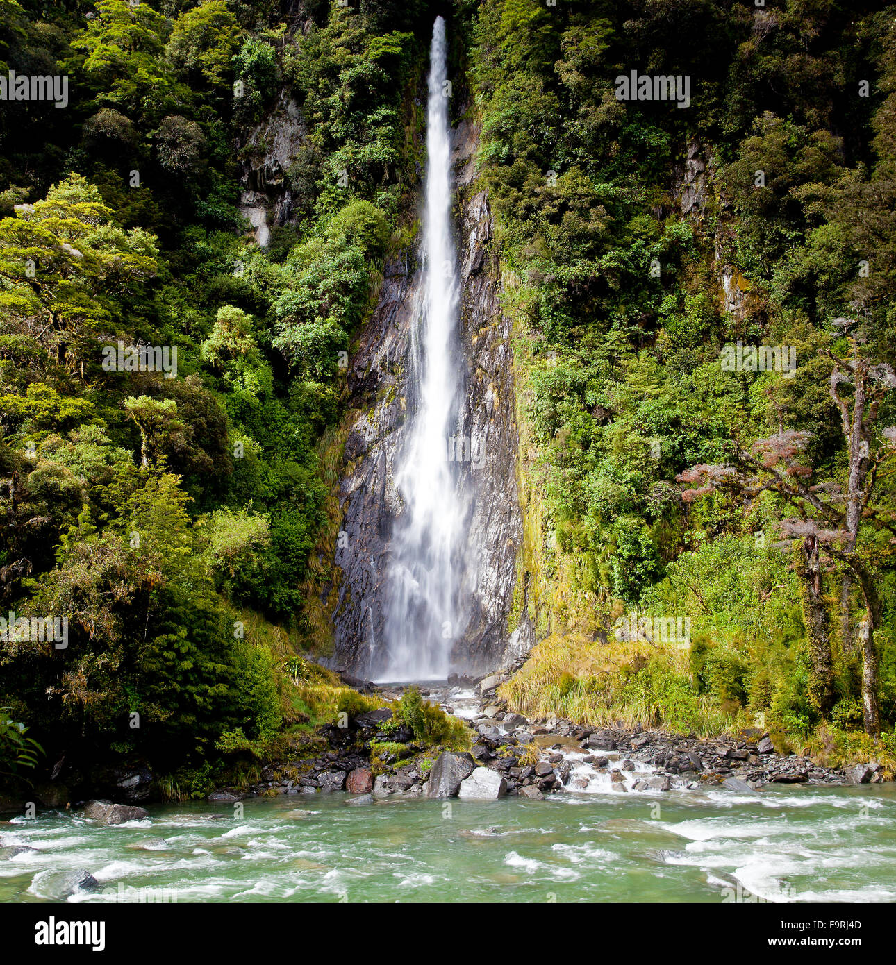 Thunder Creek Falls in Mount  Aspiring National Park, along HAAST Highway. A 96 Metre waterfall in New Zealand's South Island. Stock Photo