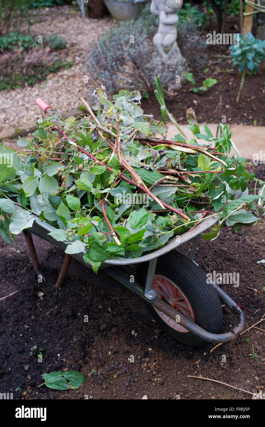 Cut back raspberry plants in a wheelbarrow in the garden in November. UK Stock Photo