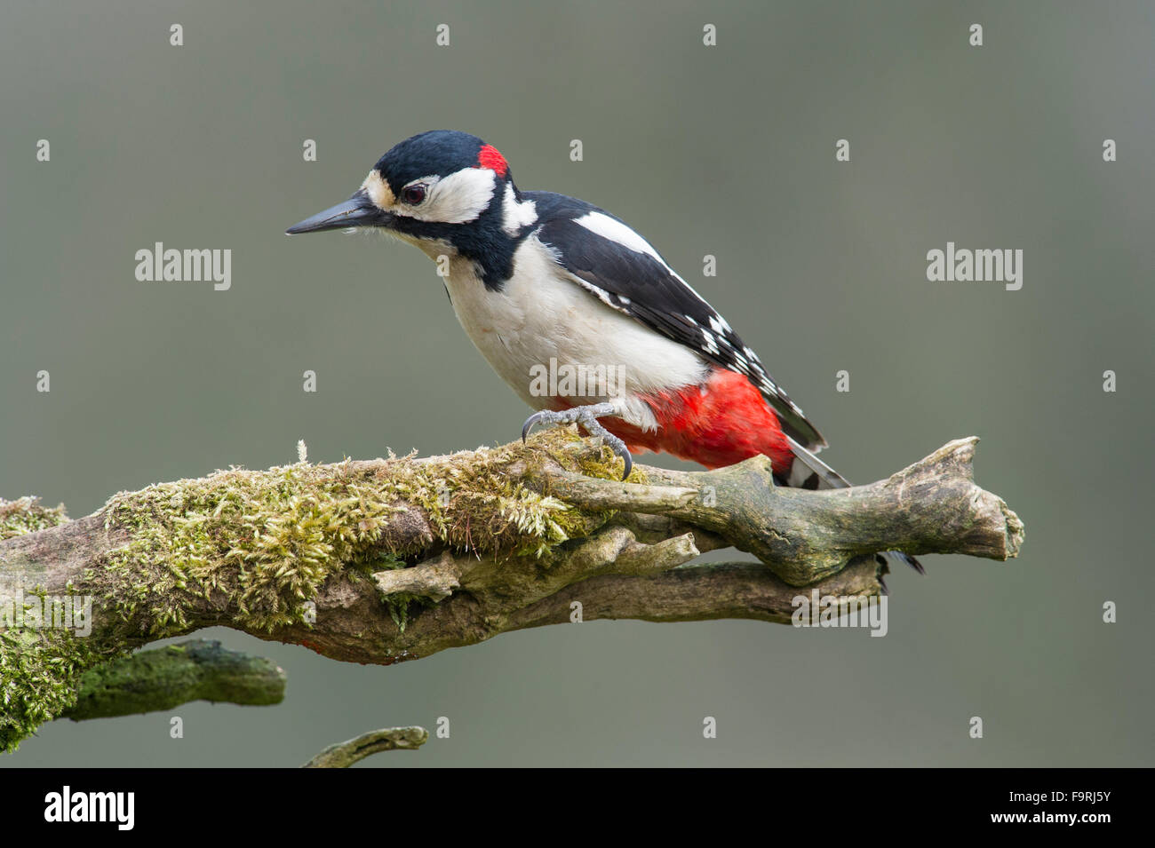 A Great Spotted Woodpecker (Dendrocopos major) clings to an old moss covered tree branch Stock Photo