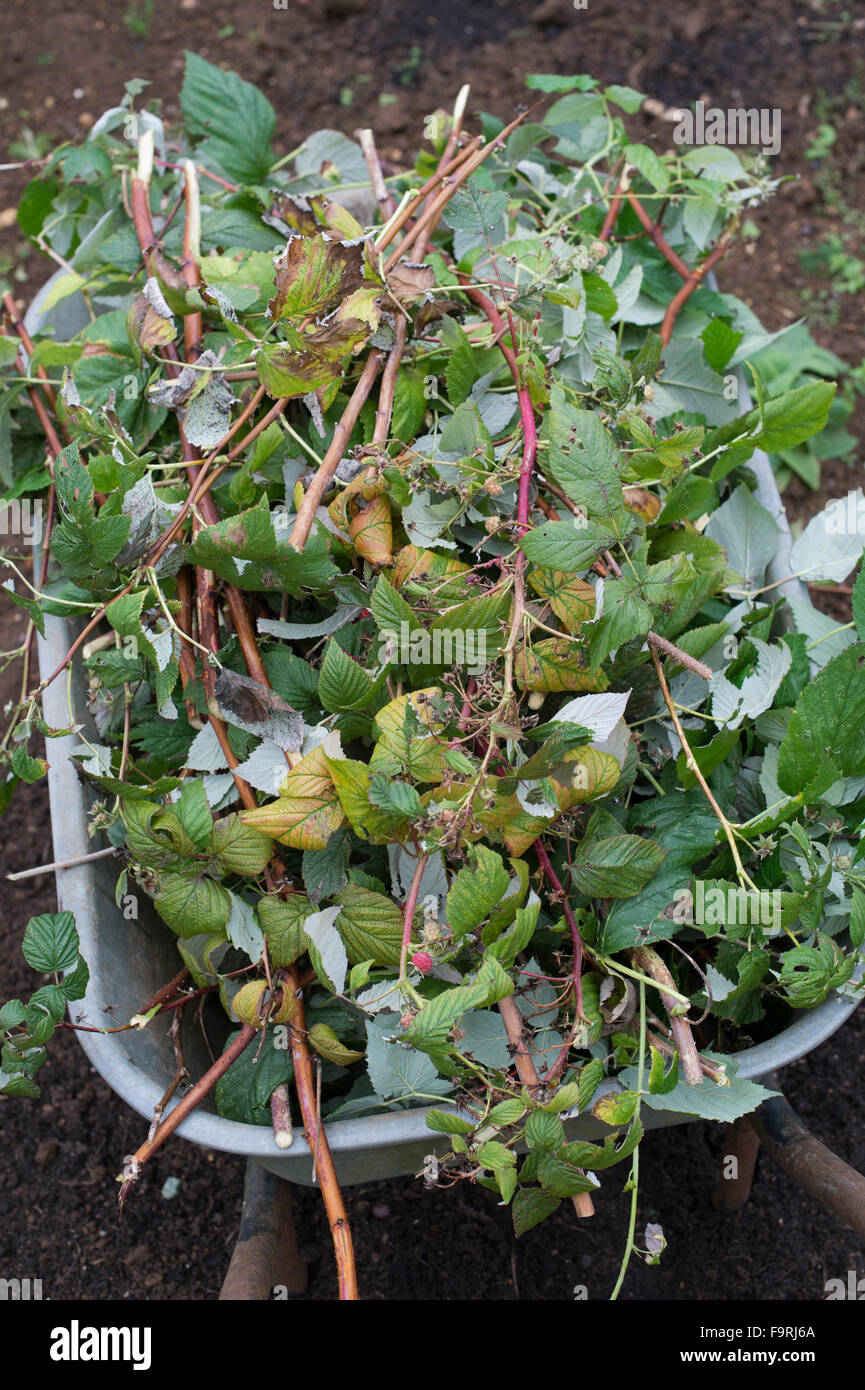 Cut back raspberry plants in a wheelbarrow. November. UK Stock Photo