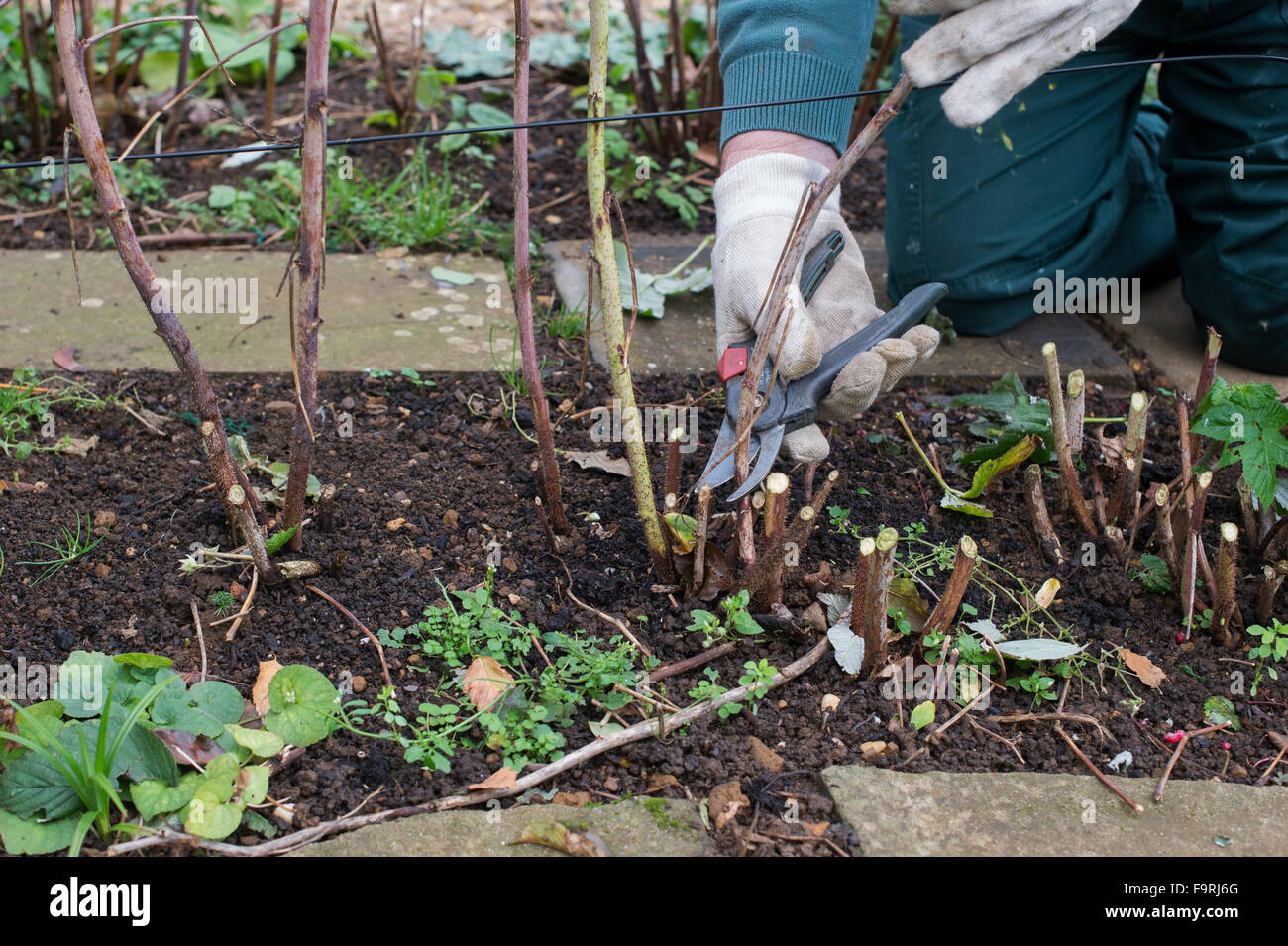 Gardener cutting back raspberry plants in November. UK Stock Photo