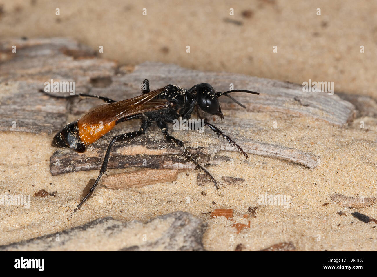 Digger wasp, Kurzstiel-Sandwespe, Kurzstielsandwespe, Sandwespe, Weibchen, Podalonia affinis, Sphex lutaria, Ammophila affinis Stock Photo