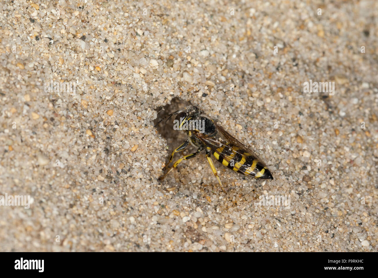 Sand wasp, sand wasps, female, nest, Kreiselwespe, Grabwespe, an ihrem