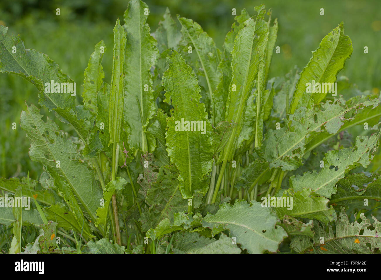 Curly Dock, leaf, leaves, Krauser Ampfer, Blätter vor der Blüte, Blattrosette, Rumex crispus Stock Photo