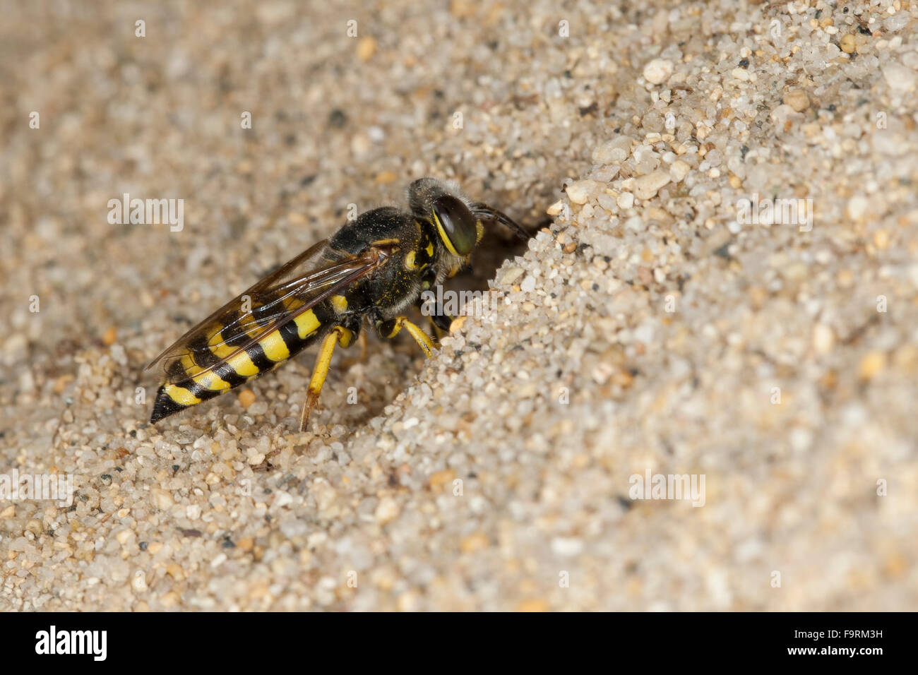 Sand wasp, sand wasps, female, nest, Kreiselwespe, Grabwespe, an ihrem Erdbau im Sand, Weibchen, Bembix oculata Stock Photo