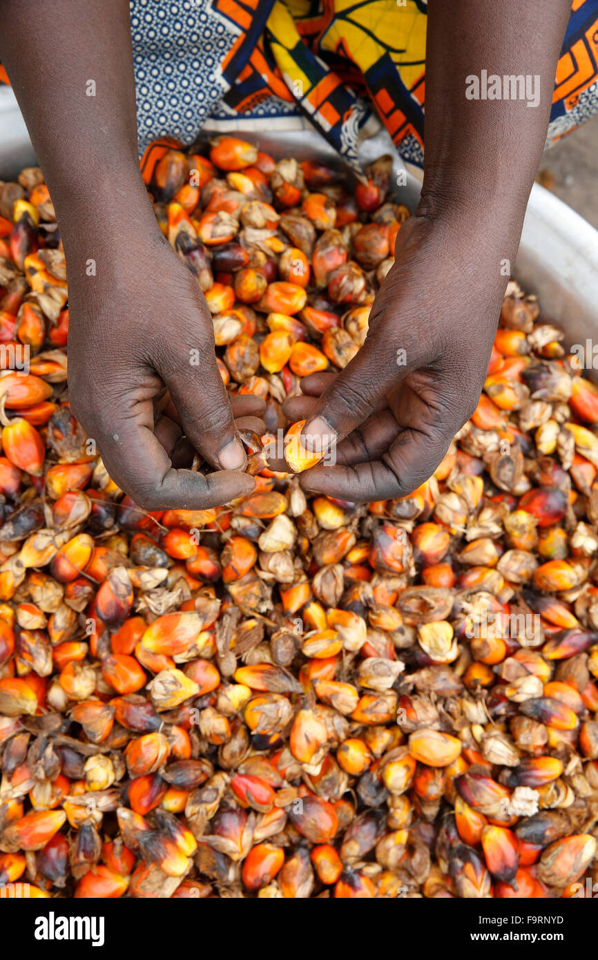 Workers' cooperative making palm oil Stock Photo Alamy