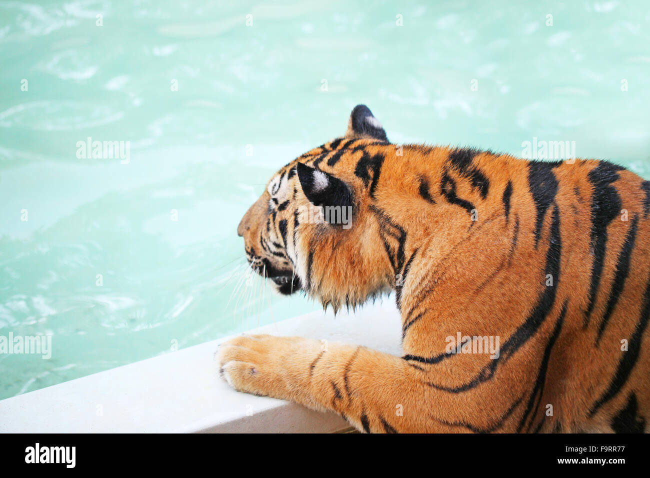 A tiger is walking into the swimming pool Stock Photo Alamy