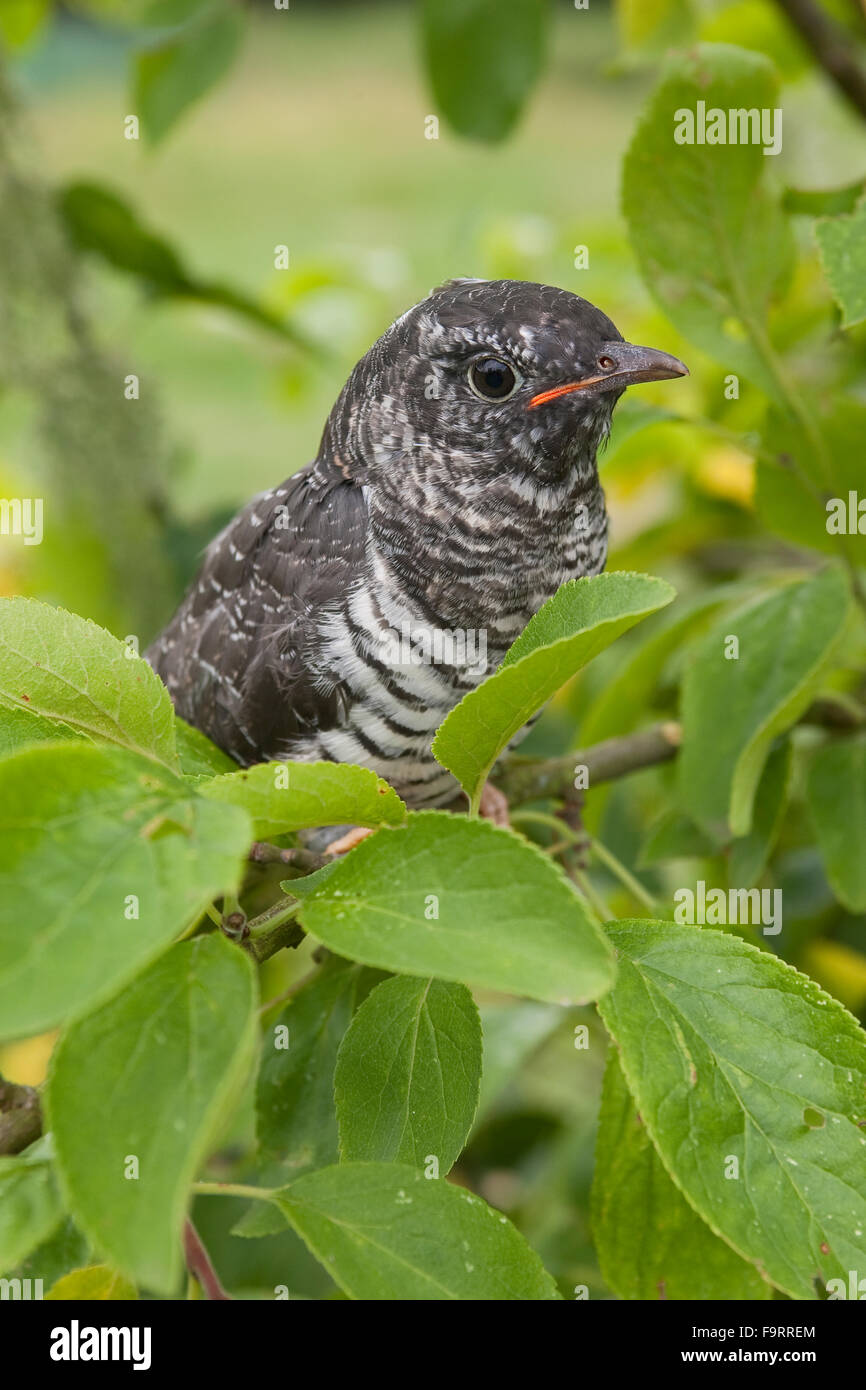 Cuckoo, young bird, Kuckuck, flügger Jungvogel, Cuculus canorus, Coucou gris Stock Photo
