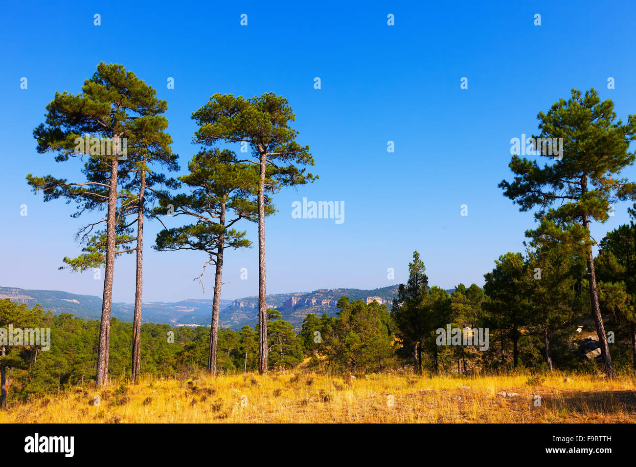 Pine trees in the mountains Stock Photo - Alamy