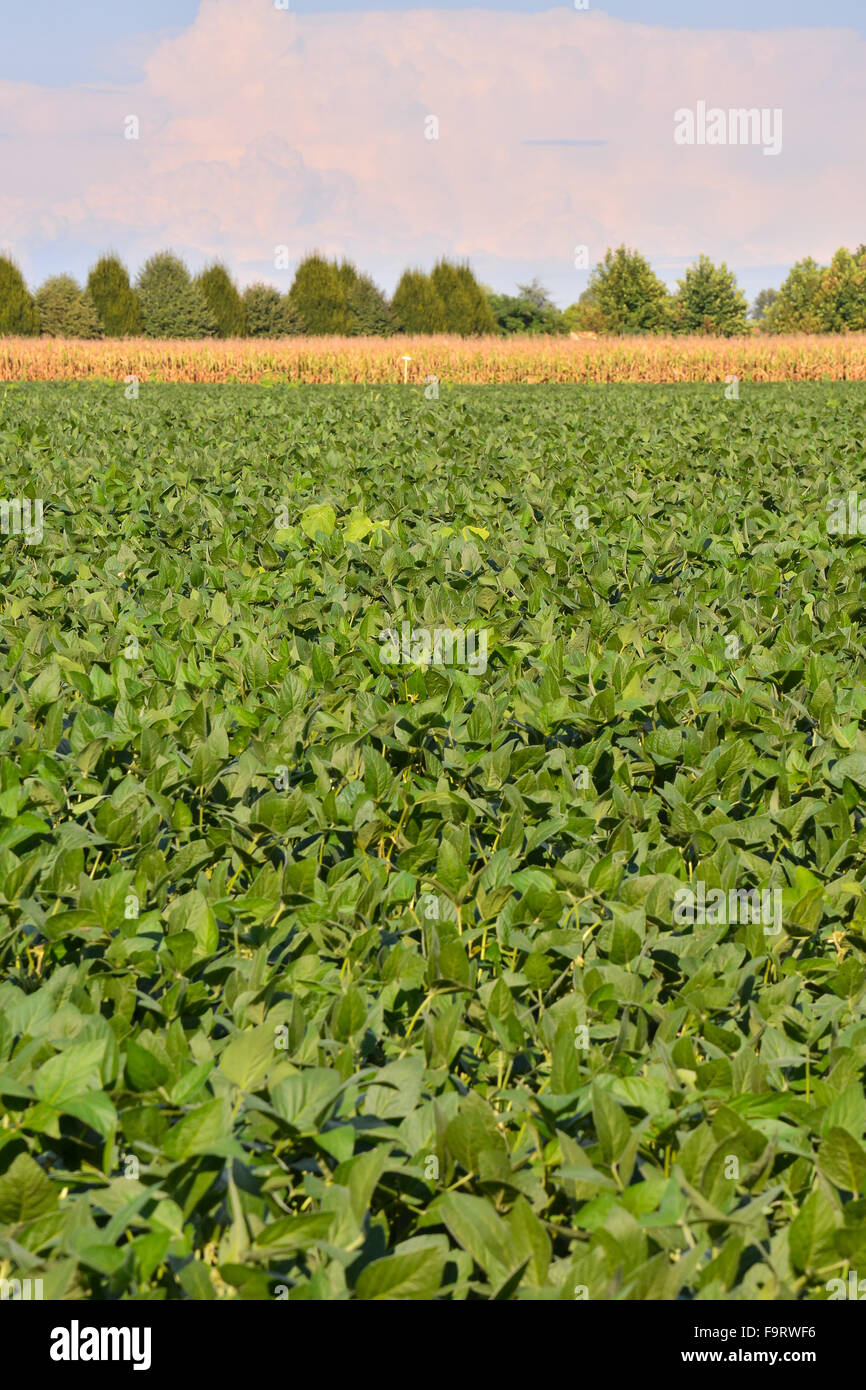 Soy Bean Plant Field Stock Photo Alamy
