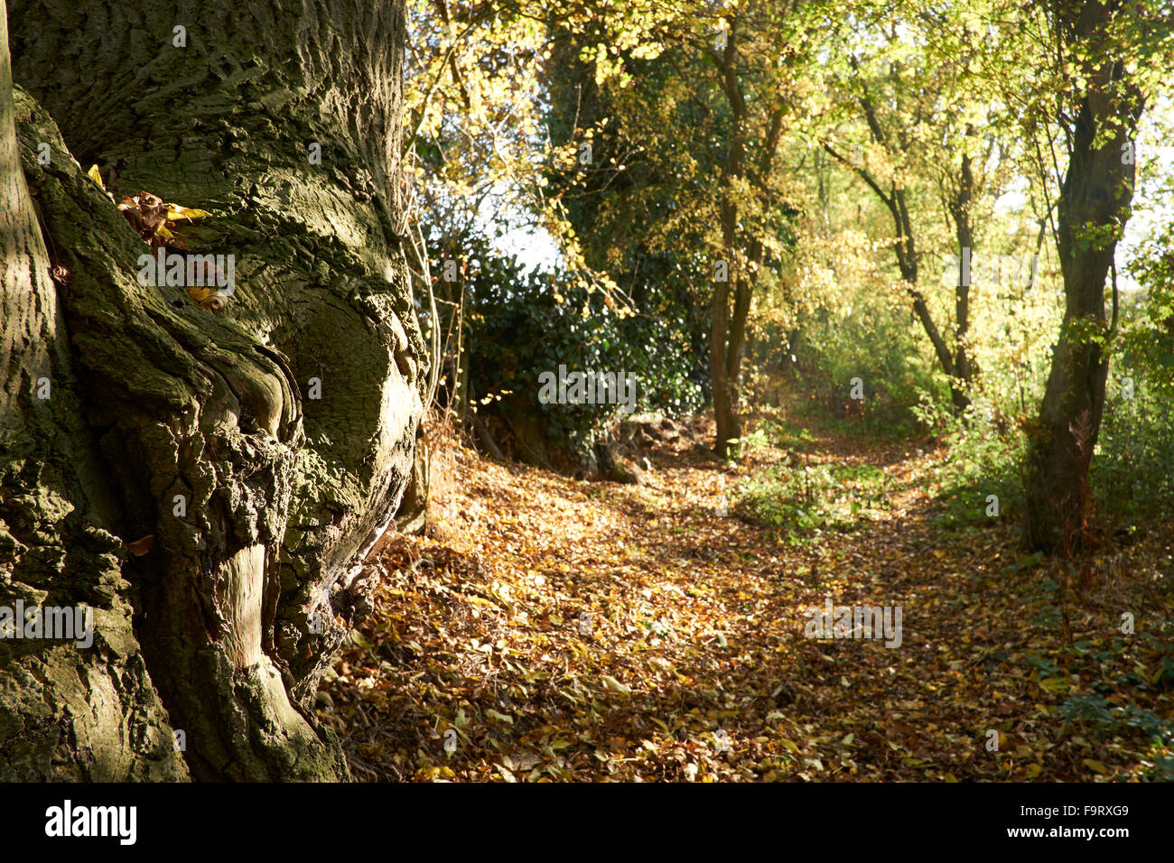 Woodland footpath in Autumn. Stock Photo