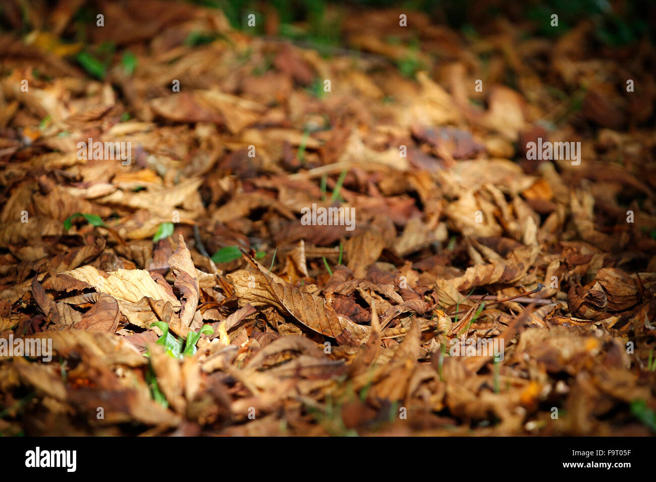 Autum leaves. Stock Photo