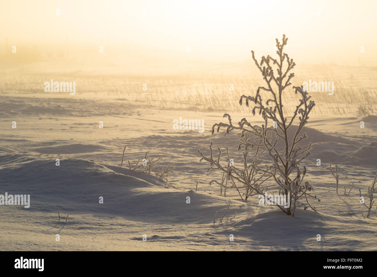 Early morning light on a frozen landscape Stock Photo