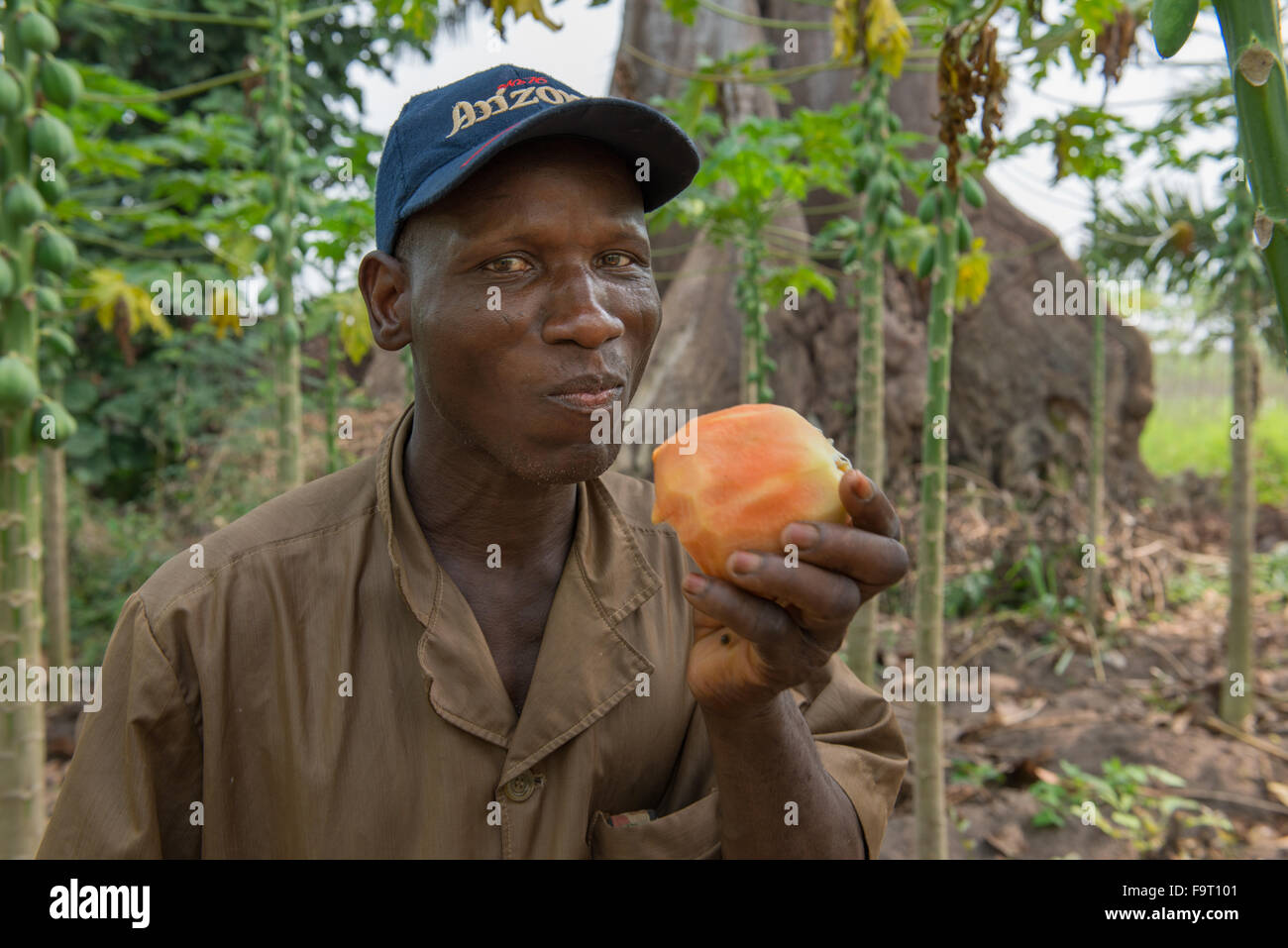 Farmer Roger Avadje grows papayas and pineapples. His plantations are financed by loans from Alide microfinance. Stock Photo